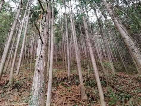 杉木種類 地中壁是什麼